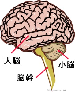 大脳・脳幹・小脳の位置を示した画像