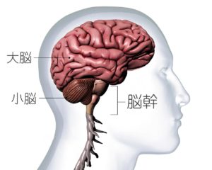 大脳・小脳・脳幹の解剖図